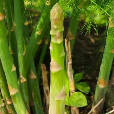 EagleBrewingNZ's profile picture. The Platform speaking out