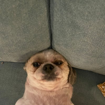Isaaviet's profile picture. smart @ company