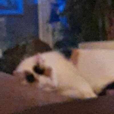 kupaww's profile picture. hello