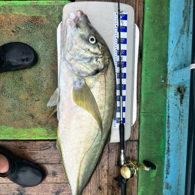 agmpxpmgad's profile picture. 船釣りは週一ペース 好きな魚はカンパチ，コショウダイ 深すぎないコマセ釣り全般やります  釣竿自作始めました
