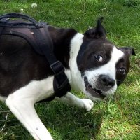 Frank Beans (@fafofrank218) 's Twitter Profile Photo Frank Beans (@fafofrank218) 's Twitter Profile Photo
