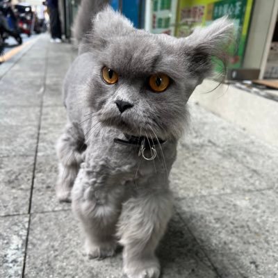 MacesTang's profile picture. 