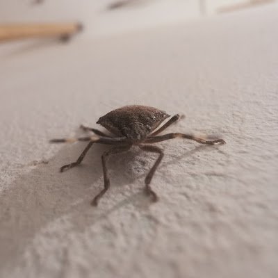 screamingdedbug's profile picture. 
