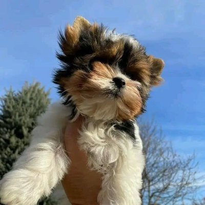 GGallaberthier's profile picture. Likes to record life and hiking, yoga, painting, and cooking. Furry mom. Like to keep my opinions to myself here.