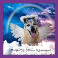 🌈❤️🐾Airmid'sMom🌈❤️🐾 (@raedoubleu) 's Twitter Profile Photo