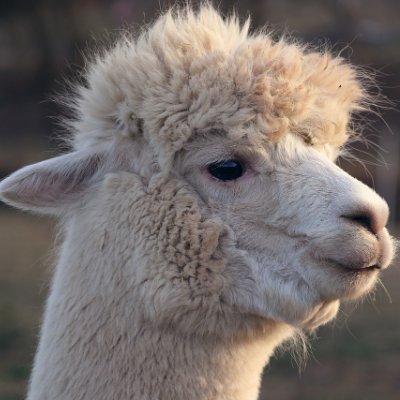 Majidegol's profile picture. 
