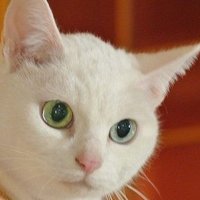 ニャン娘侍 (@nekosamurai_tj) 's Twitter Profile Photo