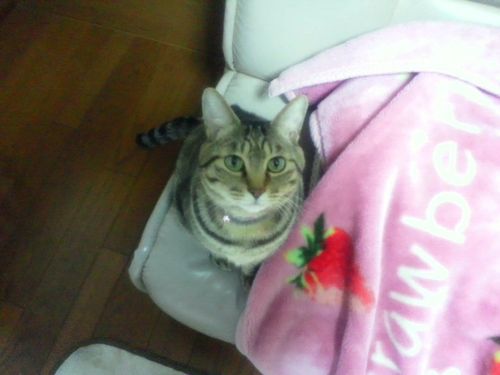 gorogoronyanko's profile picture. 猫大好きです(￣∇￣)まったりのんびりやっとります・・・