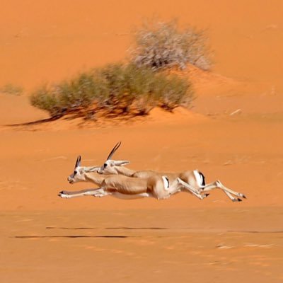 Widlife photographer | Author of books | Media consultant | Environmental expert https://t.co/0hVswyqFQy @NCW_center @KFCRIS @KSAMOFA @ATURATH