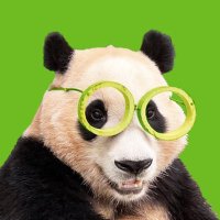 SAVE PANDA (@pandacoinxyz) 's Twitter Profile