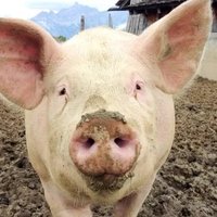 Lapompe (@lapompe30) 's Twitter Profile