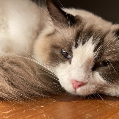 gota49367185's profile picture. 日本の格闘技を盛り上げます。mma 総合 キック 柔道 柔術