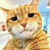 〽️ᄃムt 🐾 (@mztacat) Twitter profile photo 〽️ᄃムt 🐾 (@mztacat) Twitter profile photo