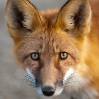 Ian Scott (@ian_scott32565) 's Twitter Profile