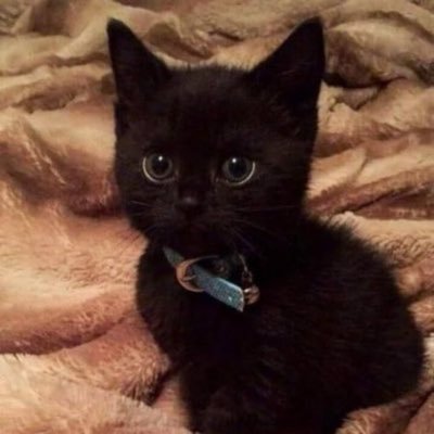 The only black cat on solana $NIGI https://t.co/g7MHPyTTuy ca: 3boRKAxWR6weV6kufr9ykdLcm9cL5q2p469tCqeCAnHy