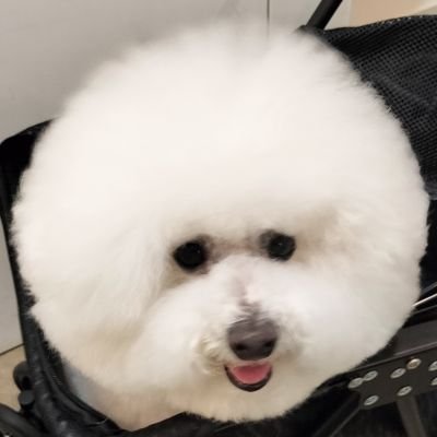 ビションフリーゼのノンノ(10歳♀元保護犬)です😊2021年〜料理好きのパパ🥖🍲🥗食べるだけのママ🍖🍡と3人家族となりました😉