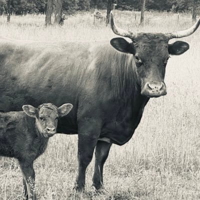 dexter_red's profile picture. 