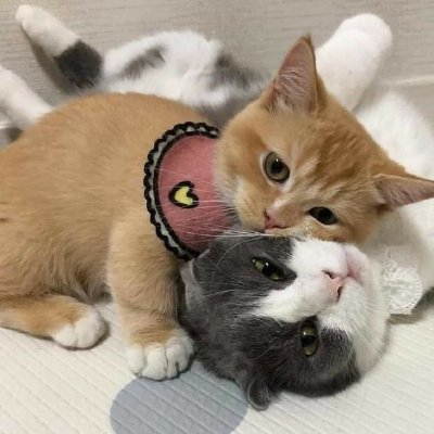 elementemuito's profile picture. 