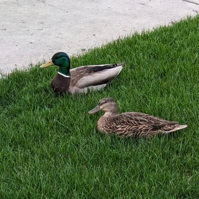 Inner Dialogue Profile