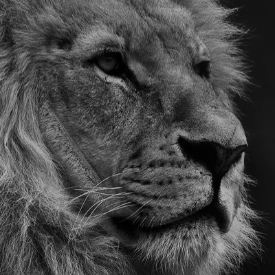 vibekingX's profile picture. 