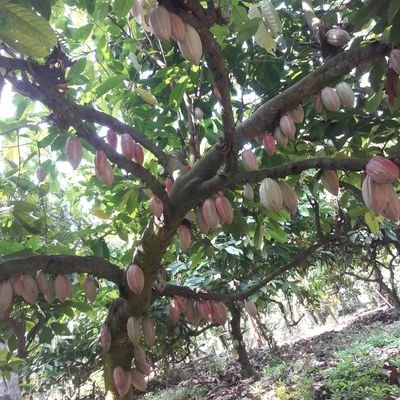 mramakrish99's profile picture. 