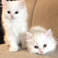 Cinnabonnut (@cinnabonnut) 's Twitter Profile