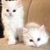 Cinnabonnut (@cinnabonnut) Twitter profile photo Cinnabonnut (@cinnabonnut) Twitter profile photo