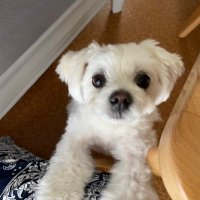 ラスト@Web制作 (@last20221231) 's Twitter Profile