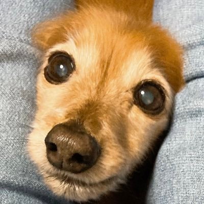 akubi_qoo's profile picture. 17歳のM.ダックスの女の子『くぅ（Qoo）』に毎日デレデレ/モンスト歴10年エンジョイ勢 好き➡️動物/映画、アニメ、漫画/オカルト、ホラー/食に関する事/神社仏閣巡り  嫌い➡️反日、フェミ、ポリコレ⚠︎移民断固反対！ 宜しくお願いします(｡•ㅅ•｡)