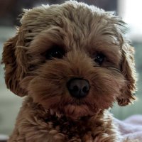 SueLeCornu (@suzie2022) 's Twitter Profile