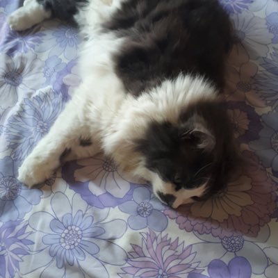 fjoan_joan's profile picture. 