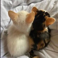 rino ✨🪽 (@jeaimecat) 's Twitter Profile Photo rino ✨🪽 (@jeaimecat) 's Twitter Profile Photo