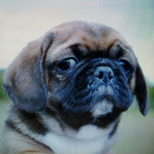 coderoo's profile picture. 