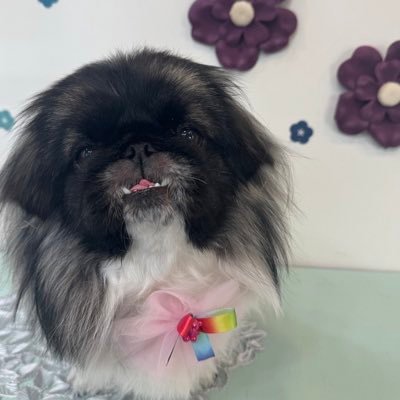 azuki_yomogi_1's profile picture. ペキニーズのあずきとパグのよもぎの日常などゆるくアップ予定始めたばかりなので優しい目で見守り下さい！無言フォローフォロバ失礼致します🙇 https://t.co/dLWGyiCWPG