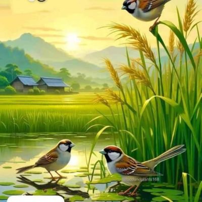 Devrock035R's profile picture. 