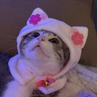 Sofy (@sofydev) 's Twitter Profile Photo Sofy (@sofydev) 's Twitter Profile Photo