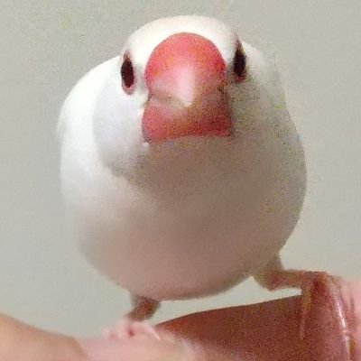 2021.9.29にお迎えしたシルバー文鳥のアンリ♂と2024.2.23生まれのシナモンパイドのモカ♀と相方と暮らしています(•ө•)♡
阪神タイガースも好き
無言フォロー失礼いたします。