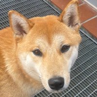 peter (@peter0967) 's Twitter Profile
