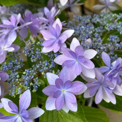 kyo_pluei's profile picture. ◆推し活垢◆きょん。ヘッダーは自分のコス写。好きなものを好きなように好きなだけ。♡KAT-TUN💙♡アイチュ🌶🥖⭐♡黒白🍞🍀♡第五📷🌂🕷狩♡刀三ュ🐲🐉🐰🍓♡ とく､ﾅ ⊃ 🪐(🦈)🎩(🔴)👑(🕸)♡🦊(🐃)♡ ⵐュ𐨯(👑💐・F🐰)