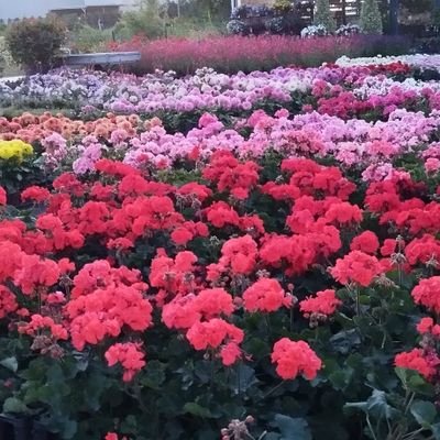 CayirliHafize's profile picture. 