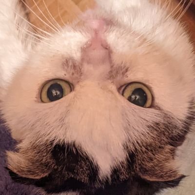 動物すき 😾競馬.沖縄ラブ🥰😍🤩
暗号資産にスロ😘😘😛😜😁無言フォローいいね🙏🙏🙏🎸基本🐕😼でも、雑垢 😼😼よろしくお願いします🙇