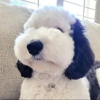放課後のんびりと遊ぶ (@houkagotantei) 's Twitter Profile Photo 放課後のんびりと遊ぶ (@houkagotantei) 's Twitter Profile Photo