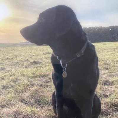 The one absolutely unselfish friend that man can have in this selfish world, the one that never deserts or proves ungrateful or treacherous, is the dog.