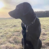 🐾 Schnorks 🐾 (@tottness200) 's Twitter Profile