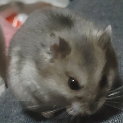成人済み
基本見る専門です。無言フォローすみません。
お取引へのお声かけさせていただくことがございます。よろしくお願いいたします。