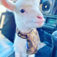 Bloody Aardvark (@aardvarkbloody) 's Twitter Profile Photo Bloody Aardvark (@aardvarkbloody) 's Twitter Profile Photo