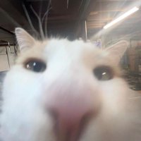 beepboop (@bruhbless) 's Twitter Profile