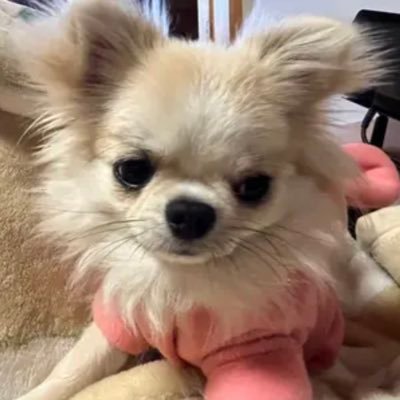 🐶クタマ🌸クエスト🌈宇宙周波数１１１１Hzでフリエネ／不老不死🌸さんのプロフィール画像