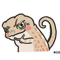 こたつ猫(@yakankotatu) 's Twitter Profile Photo