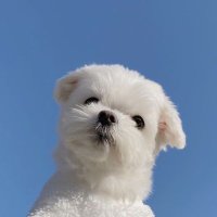 Cumulus (@tomorrow1101999) 's Twitter Profile